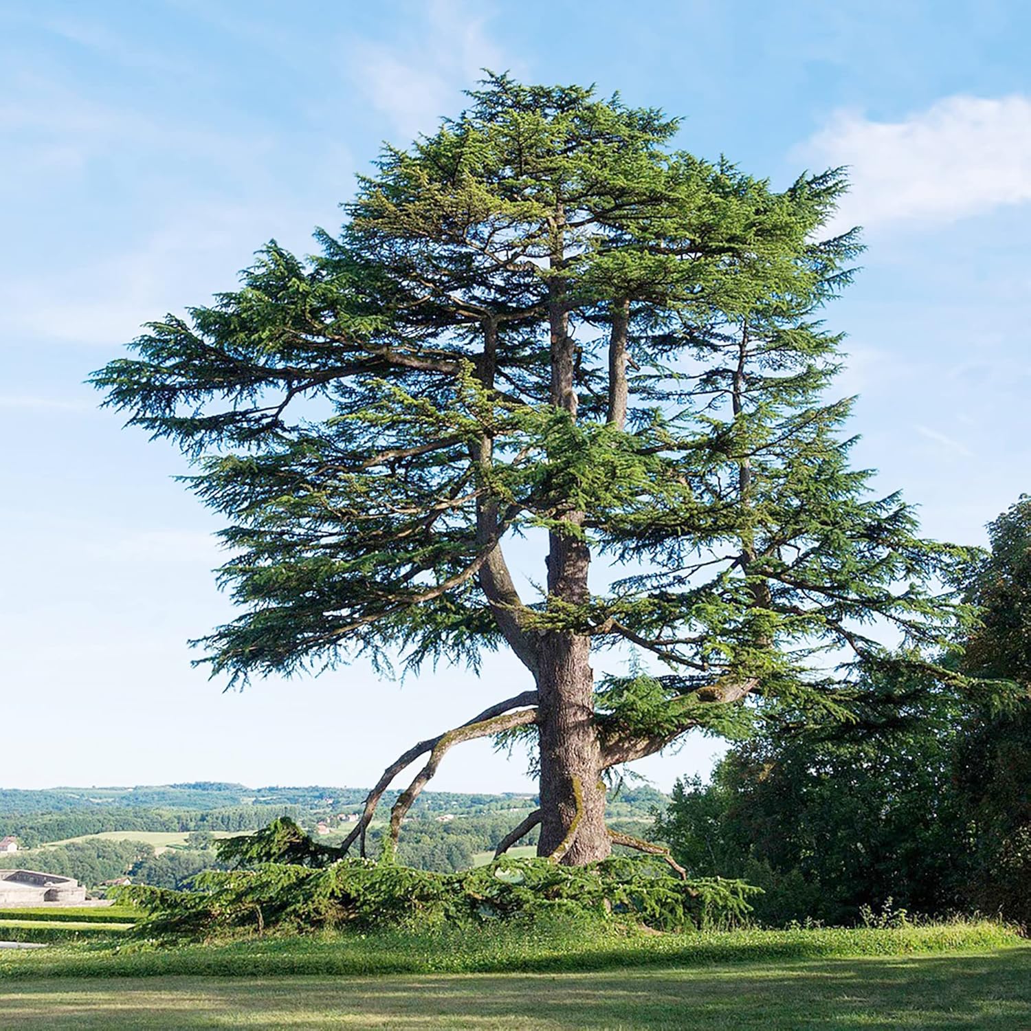 Cedrus libani Growing in Outdoor Landscape