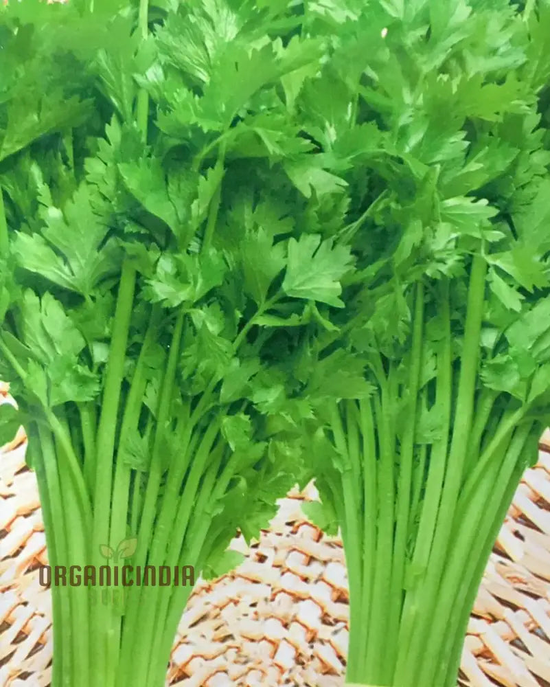 Freshly Harvested Tender Crisp Celery from Seeds