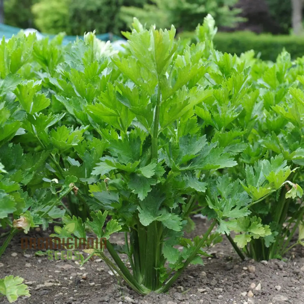 Mature Golden Self Blanching Celery Plant, Crisp and Flavorful Stalks
