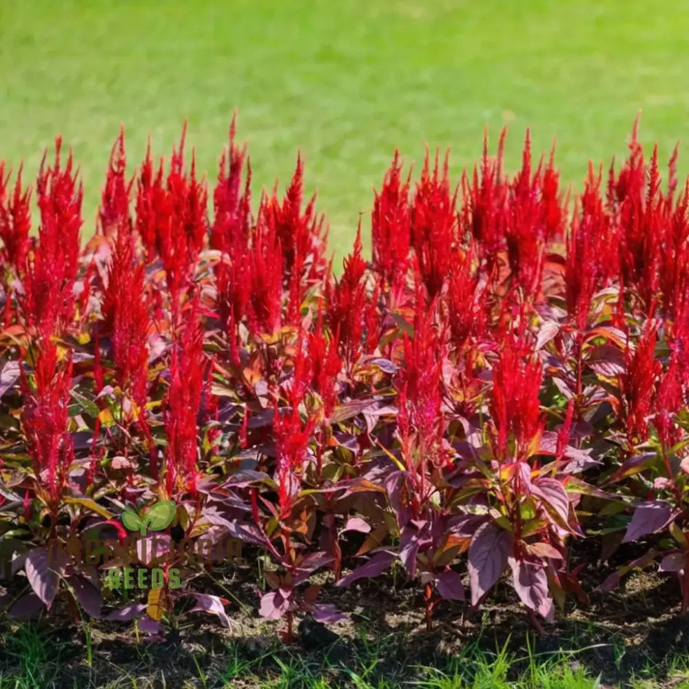 Celosia Red Fire flower seeds for planting