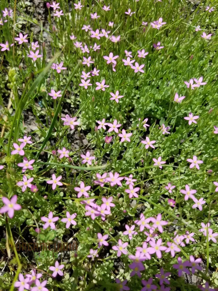 Premium Centaurium Scilloides Flower Seeds for Garden Planting