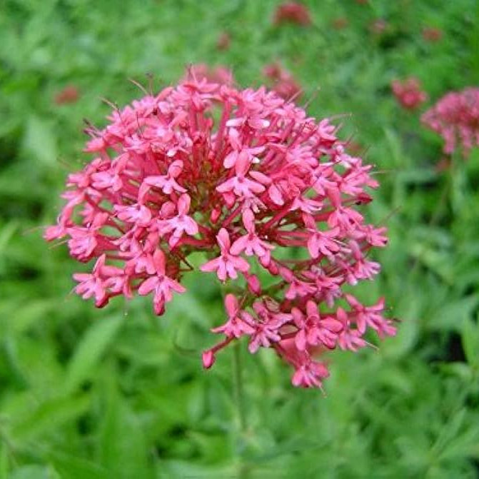 Pretty Betsy Centranthus seeds for planting in home garden