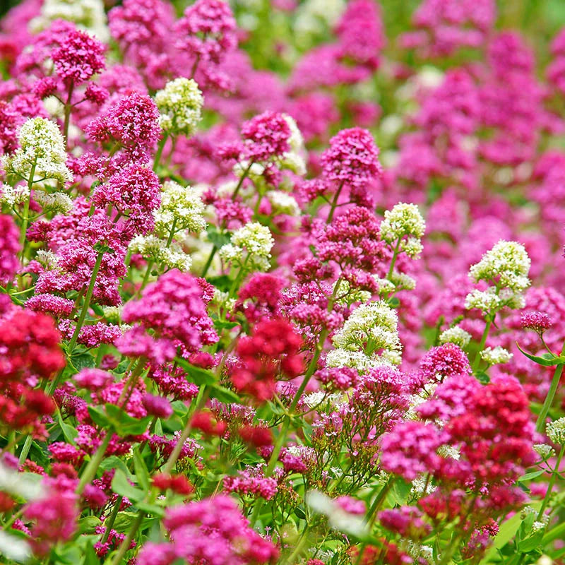 Centranthus seeds plant growth in outdoor garden bed