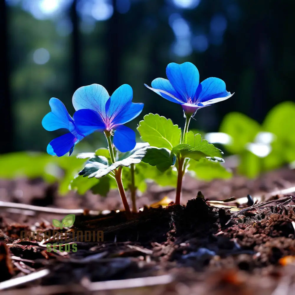 Ceratostigma blue bloom seeds for home gardens