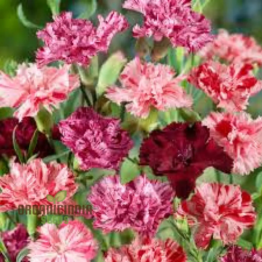 Chabaud Mix Seeds - Fragrant Double Hollyhocks For Gardeners | Premium Flower
