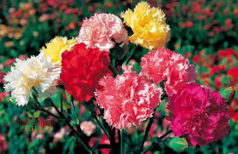 Chabaud Mix Seeds - Fragrant Double Hollyhocks For Gardeners | Premium Flower