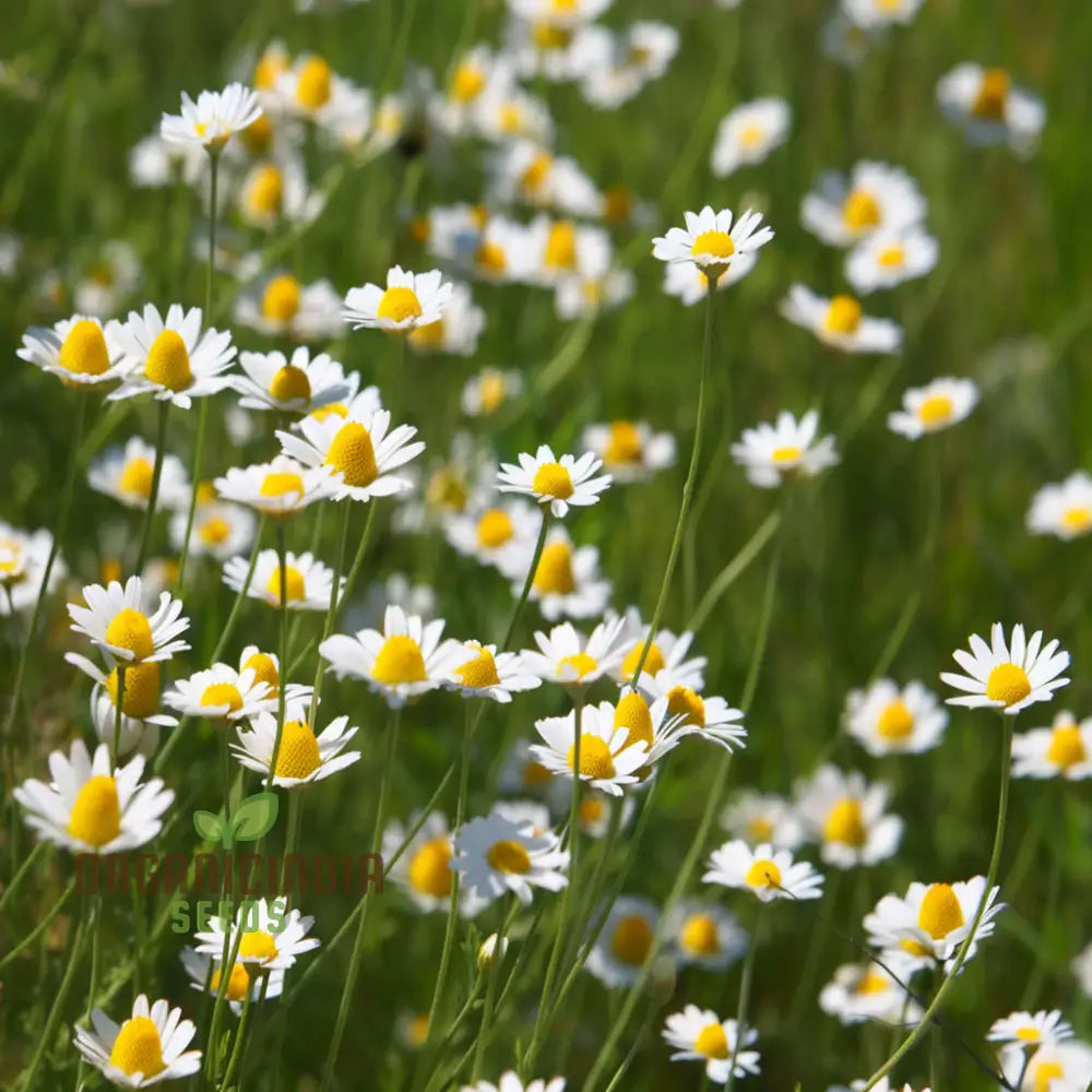 Chamomile Anthemis Nobilis Seeds for Garden Planting