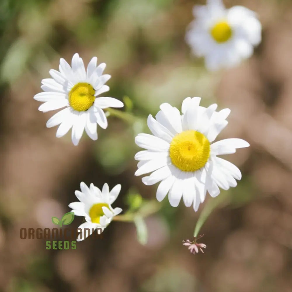 Chamomile (Anthems Nobilis) Seeds - Grow Your Own Calming And Aromatic Herb Flower Seeds