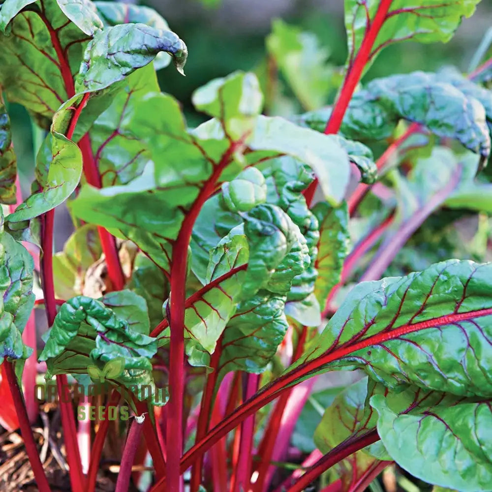 Harvested Rhubarb Chard Leaves and Stalks, Fresh and Tender