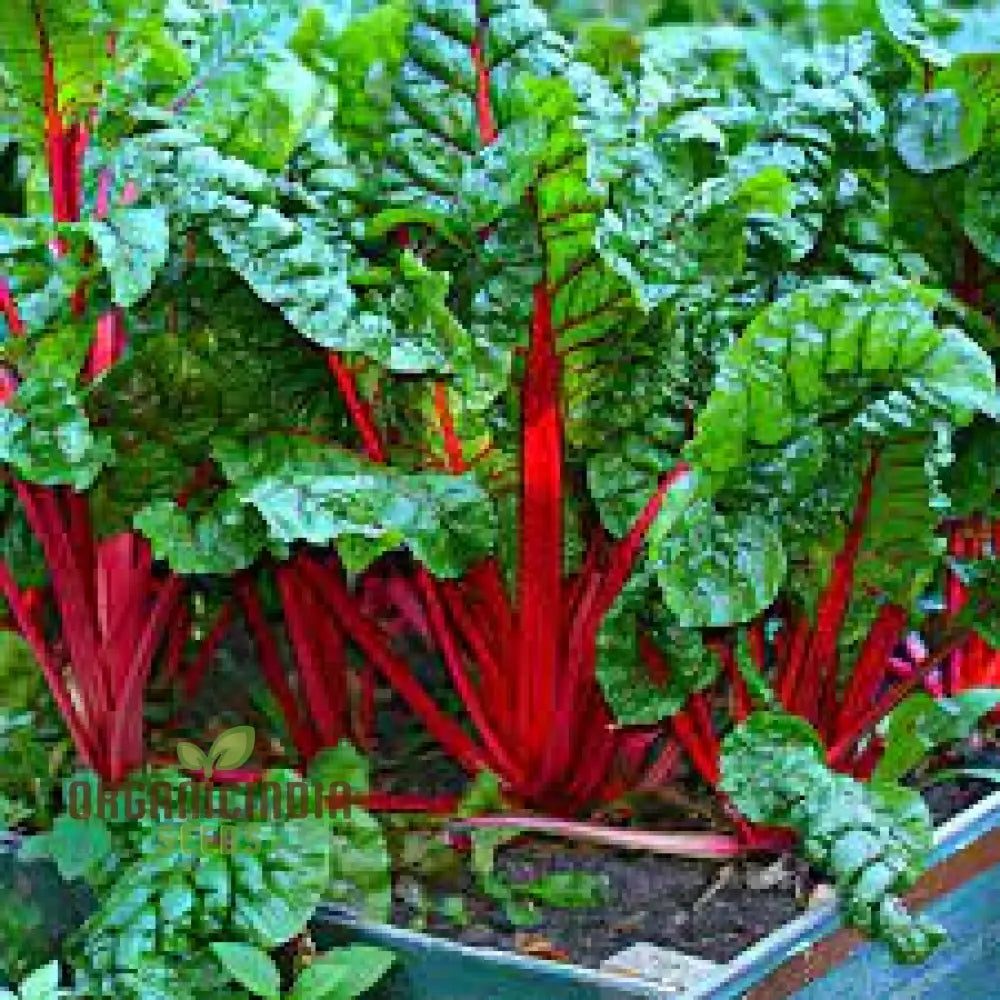Closeup of Rhubarb Chard Leaves and Red Stalks, Nutritious Garden Greens