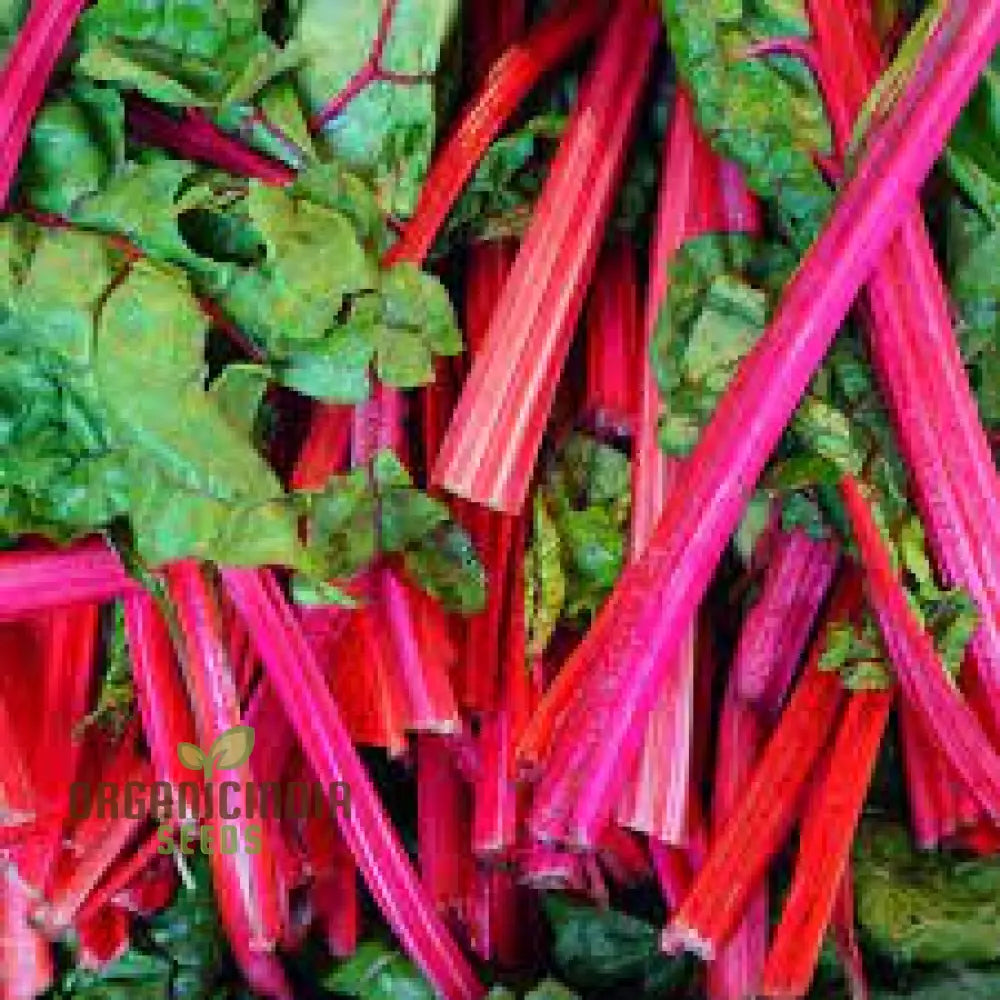 Mature Rhubarb Chard Plant from Seeds, Upright and Bushy Growth