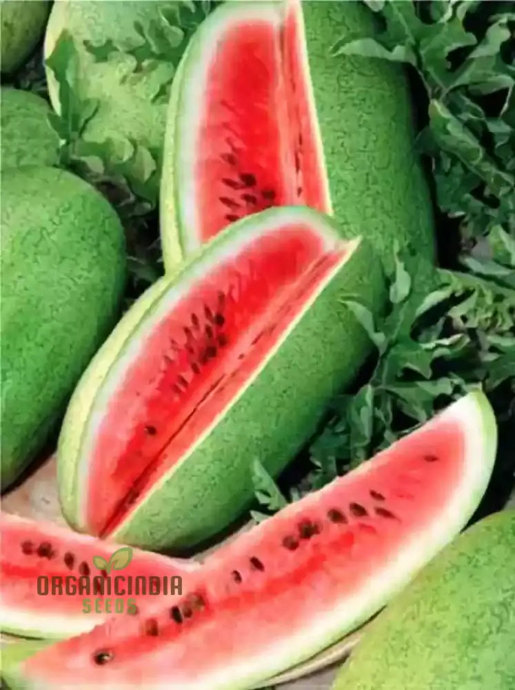 Charleston Grey Seeds For Bountiful Harvest | Perfect Home Gardening Enthusiasts Premium Quality A