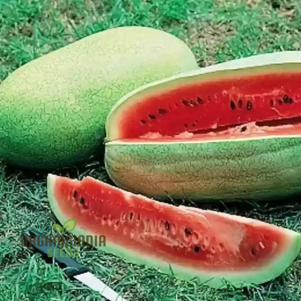 Charleston Grey Seeds For Bountiful Harvest | Perfect Home Gardening Enthusiasts Premium Quality A