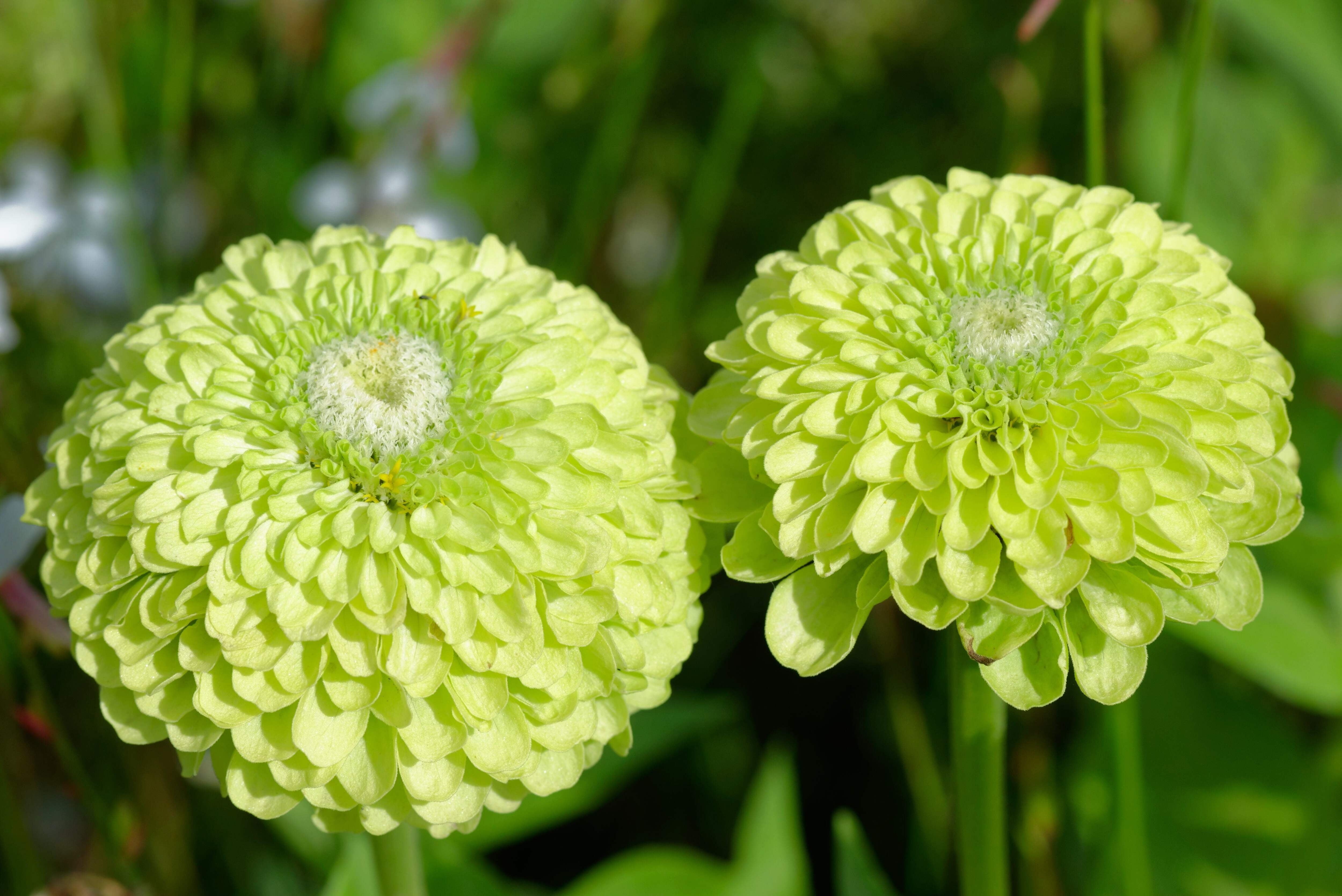 Chartreuse Green Zinnia Seeds for Colorful Garden Flowers