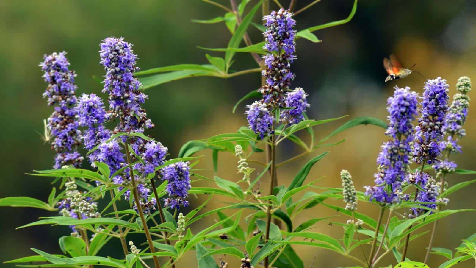 Chaste berry tree seeds drought tolerant tree seeds