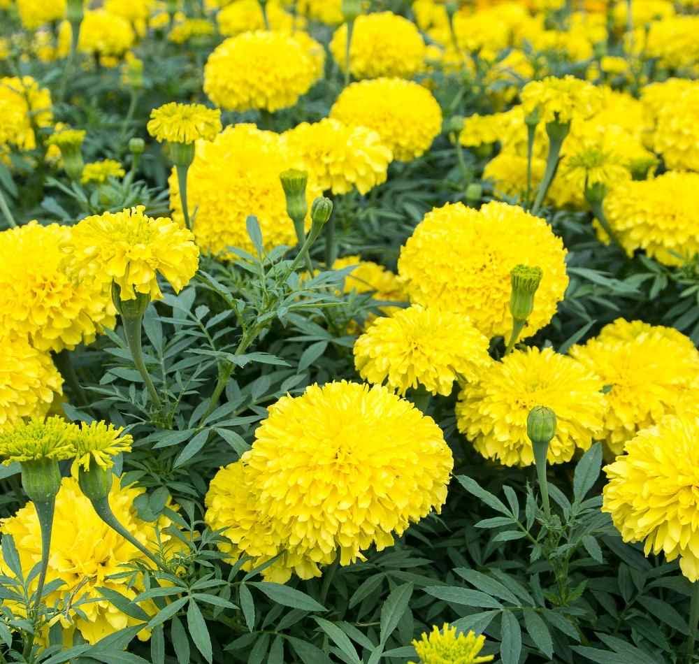 Cheerful Lemon Yellow Marigold Seeds for Home Garden Decoration