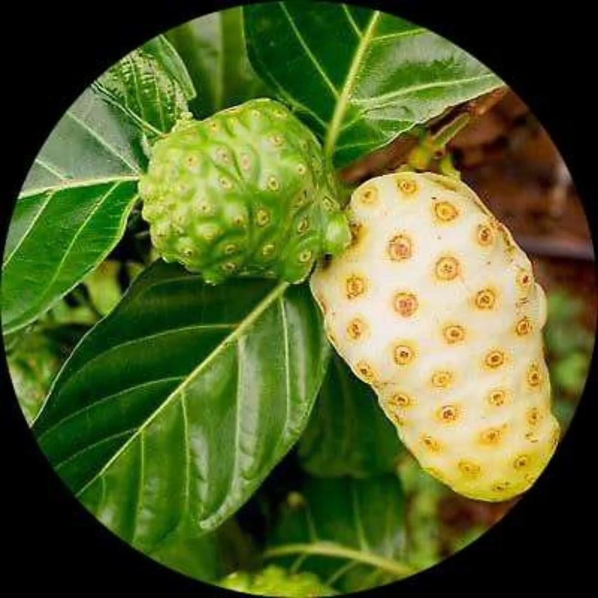 Cheese Fruit Tree Seeds – Grow Noni Tree from Non-GMO Seeds