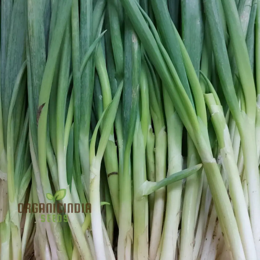 Harvested Chef’s White Leeks from Seeds, Fresh Homegrown Vegetables