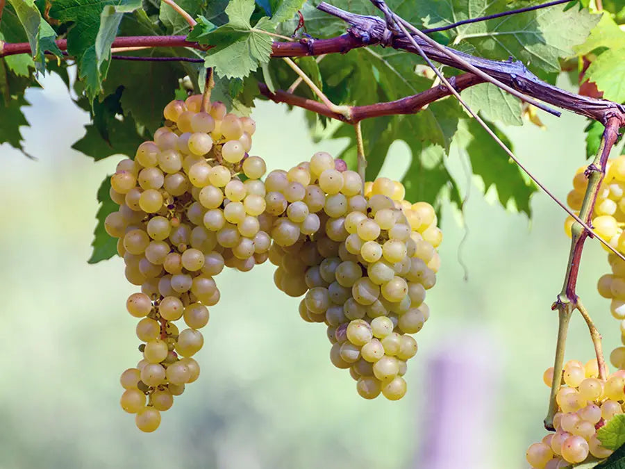 ヨーロッパ産ワイン用ブドウ(Vitis vinifera)– 種子