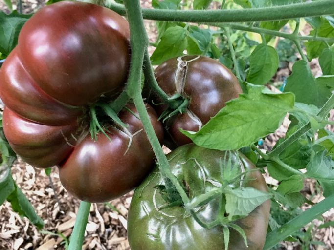 Cherokee Purple Tomatoes on Vine Heirloom Juicy Fruits