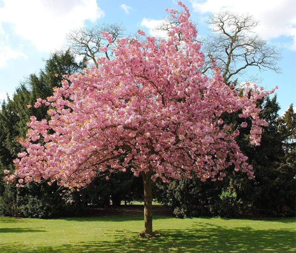 Cherry blossom tree seeds for planting