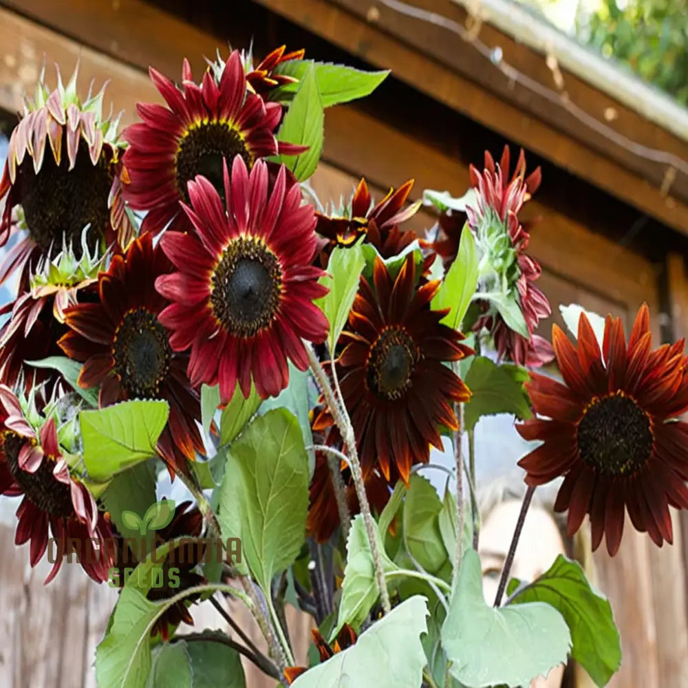 Cherry Chocolate Sunflower Seeds for Vibrant Garden Blooms