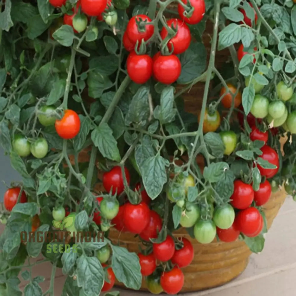 Mature Cherry Falls Tomato Plant from Seeds, Compact Trailing Growth