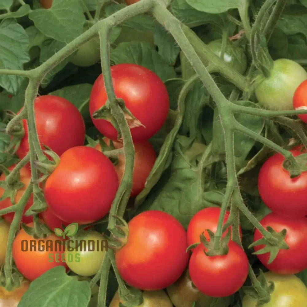 Cherry Falls Tomato Seeds for Garden, Compact and High-Yielding Plants