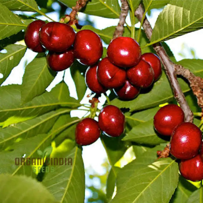 Cherry Picota Ambrunes Seeds For Exquisite Gardening | Rare Fruit Tree Home Gardeners