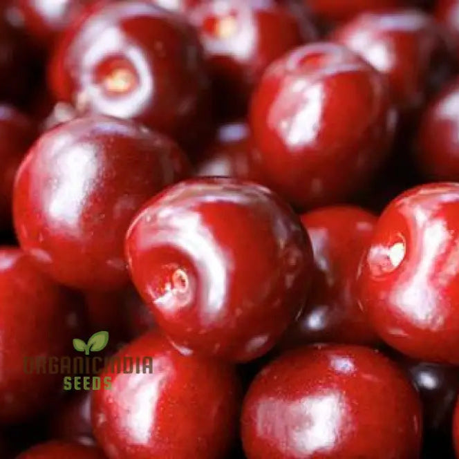 Cherry Picota Ambrunes Seeds For Exquisite Gardening | Rare Fruit Tree Home Gardeners