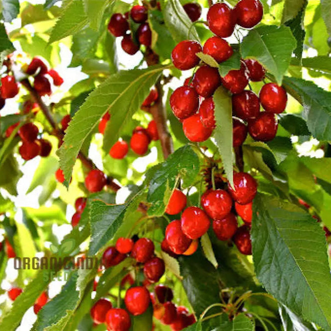 Cherry Picota Ambrunes Seeds For Exquisite Gardening | Rare Fruit Tree Home Gardeners