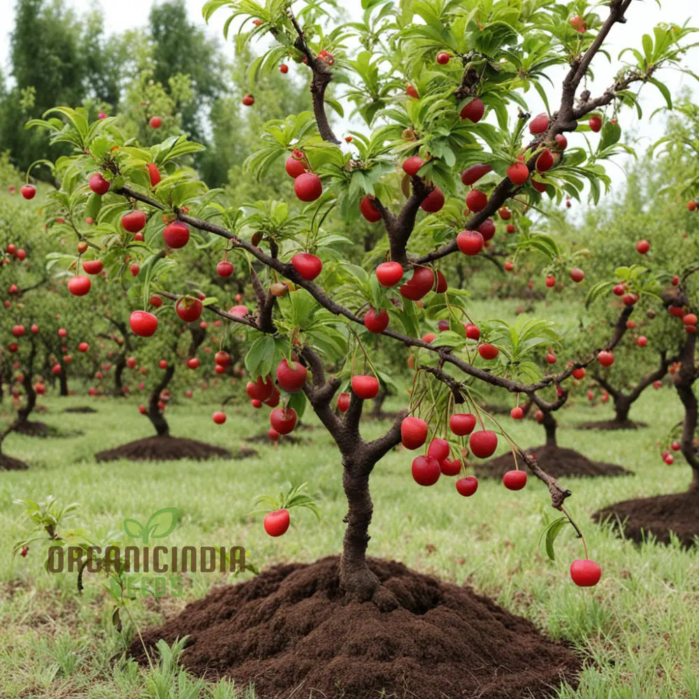 Mature Cherry Plum tree bearing juicy fruits in garden