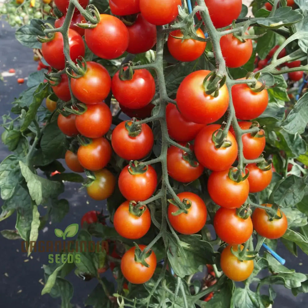 Ripe Cherry Rapunzel Tomatoes from Seeds, Sweet and Juicy Fruits