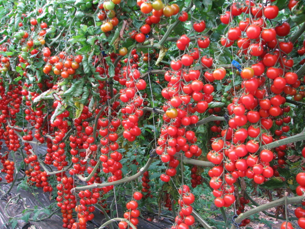 Cherry Rapunzel Tomato Plants in Garden Bed from Seeds, Easy-to-Grow Tomatoes