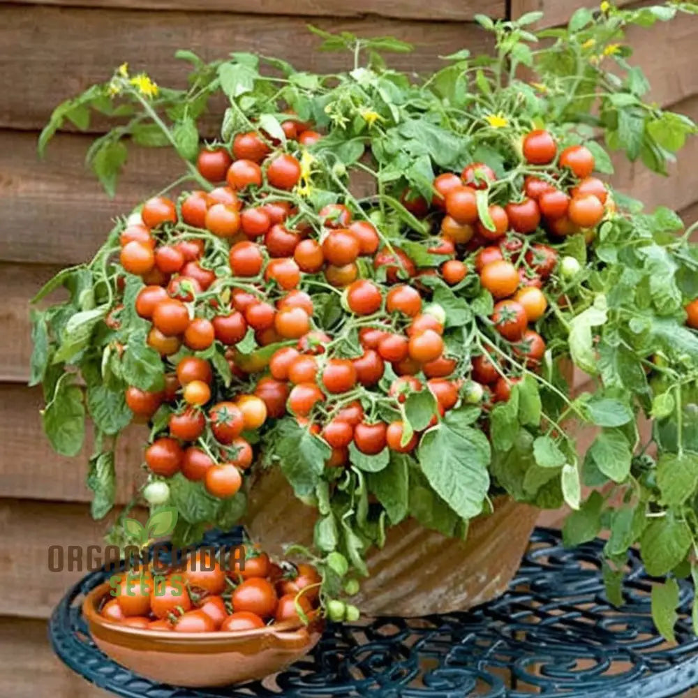 Mature Cherry Tomato Plant from Seeds, Sweet Juicy Tomatoes