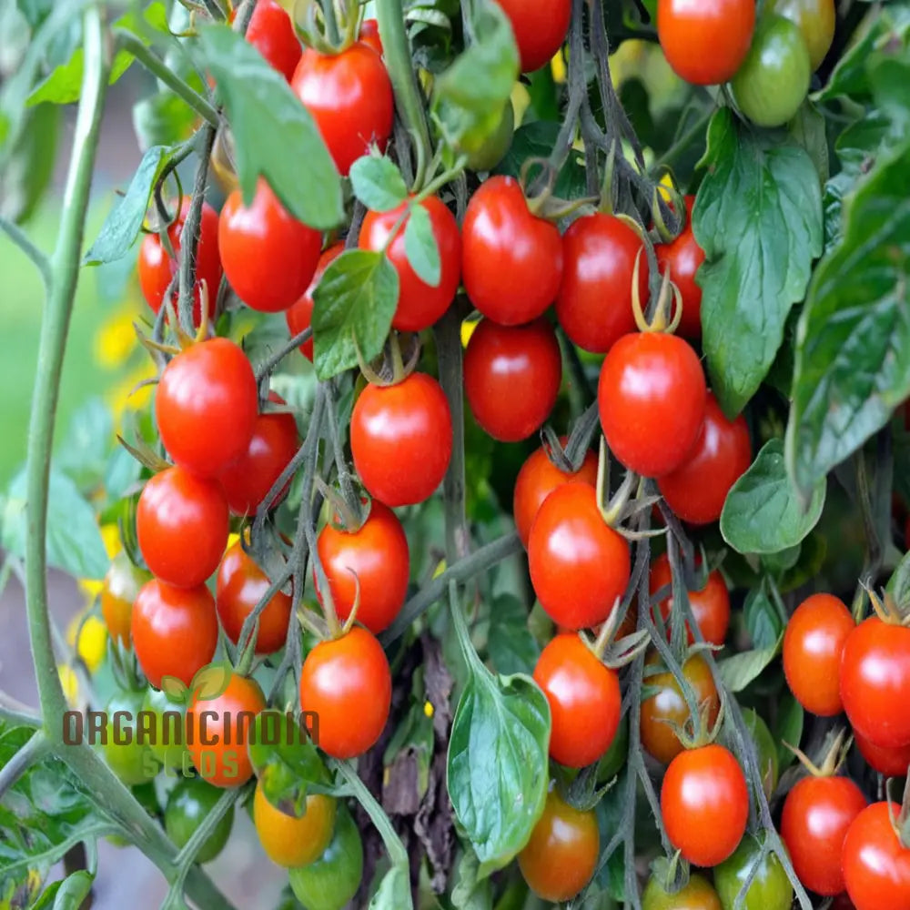 Cherry Tomato Seeds for Planting, High-Yield Home Garden Vegetable Seeds