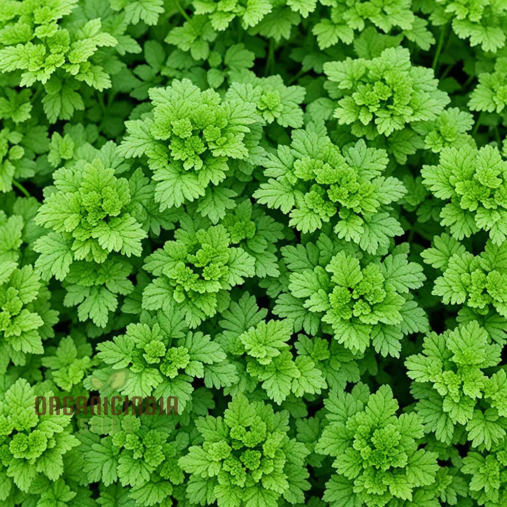 Green Chervil Seedlings Growing from Seeds