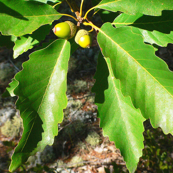 Chestnut Oak Acorn Seeds Quercus prinus for Planting