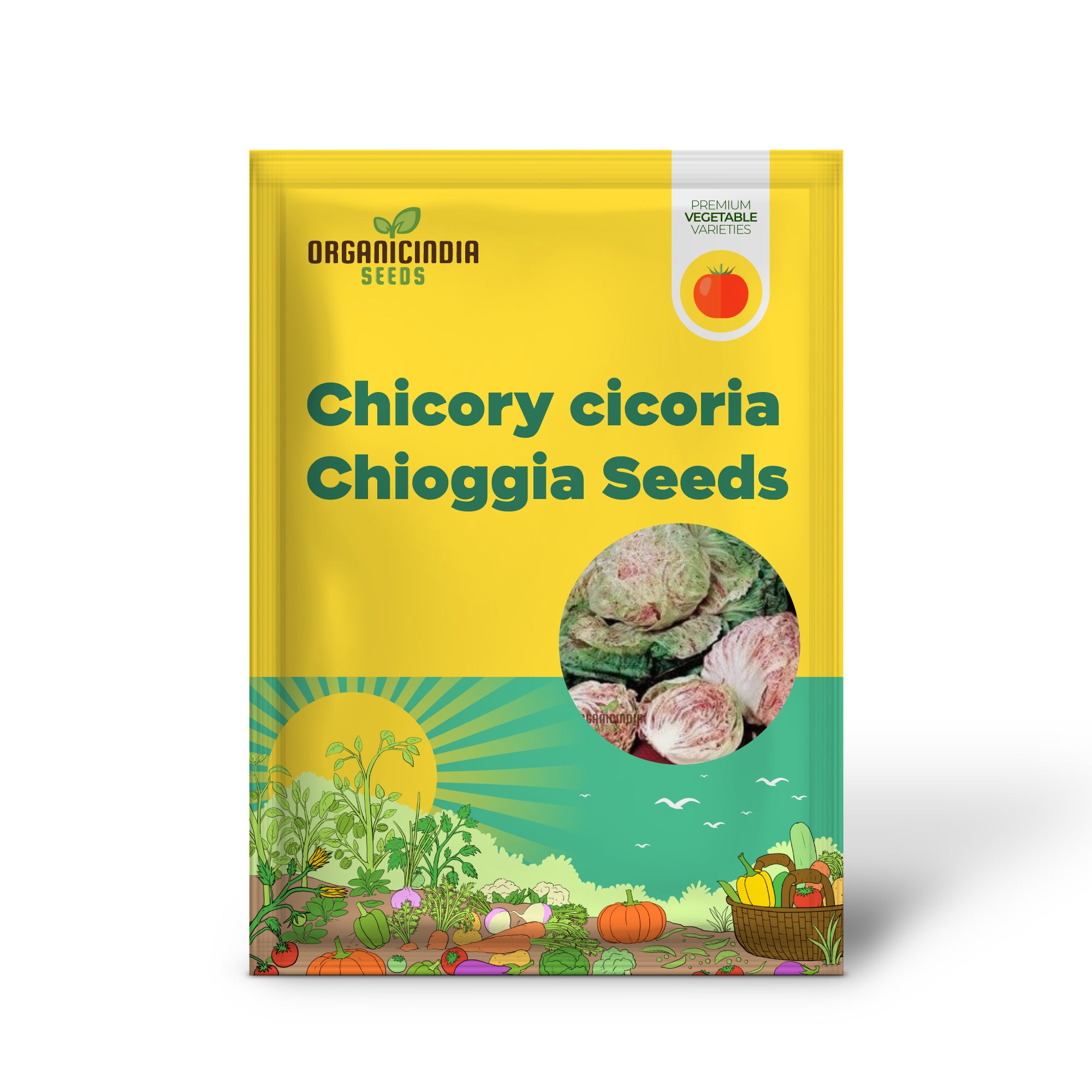 Cicoria de Chioggia Chicory Seeds for Planting, Heirloom Leafy Greens