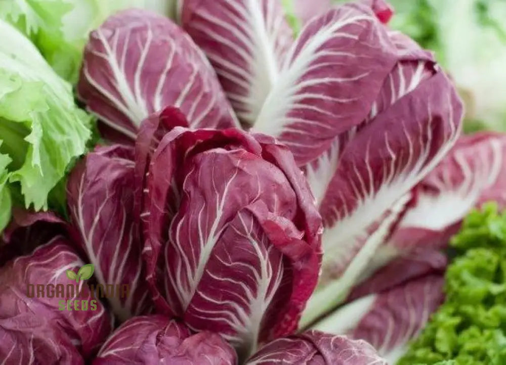 Palla Rossa Chicory Growing in Garden from Seeds, Leafy Vegetable Plant