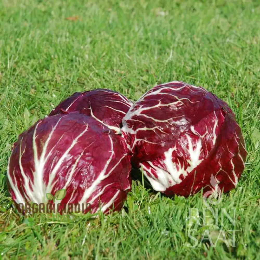 Mature Palla Rossa Chicory Plant with Red-Ribbed Leaves from Seeds