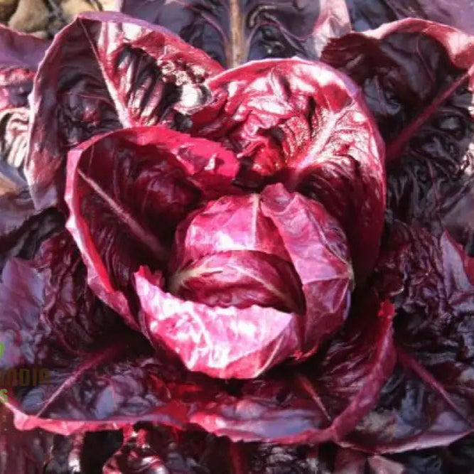 Chicory Palla Rossa Vegetable Seeds Known For Producing Vibrant Red-Ribbed Chicory That Offers A