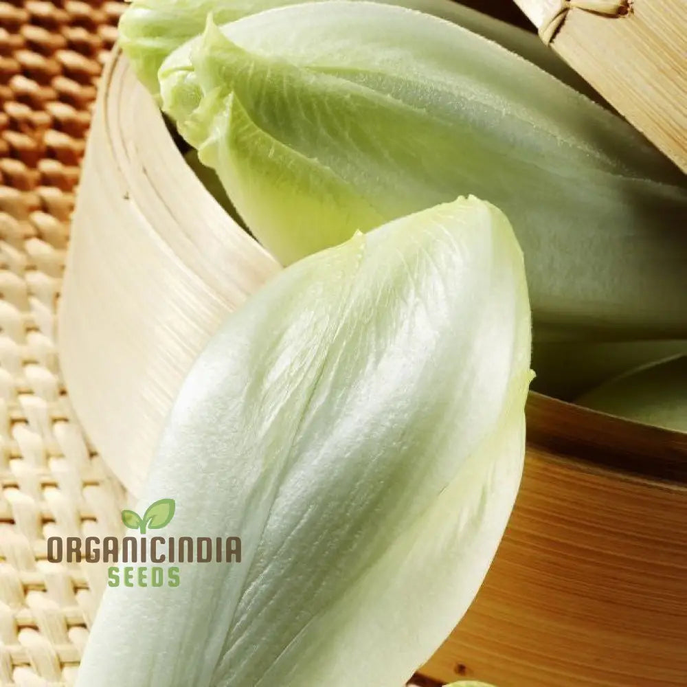 Harvested Brussels Witloof Chicory Leaves from Seeds, Fresh Gourmet Greens