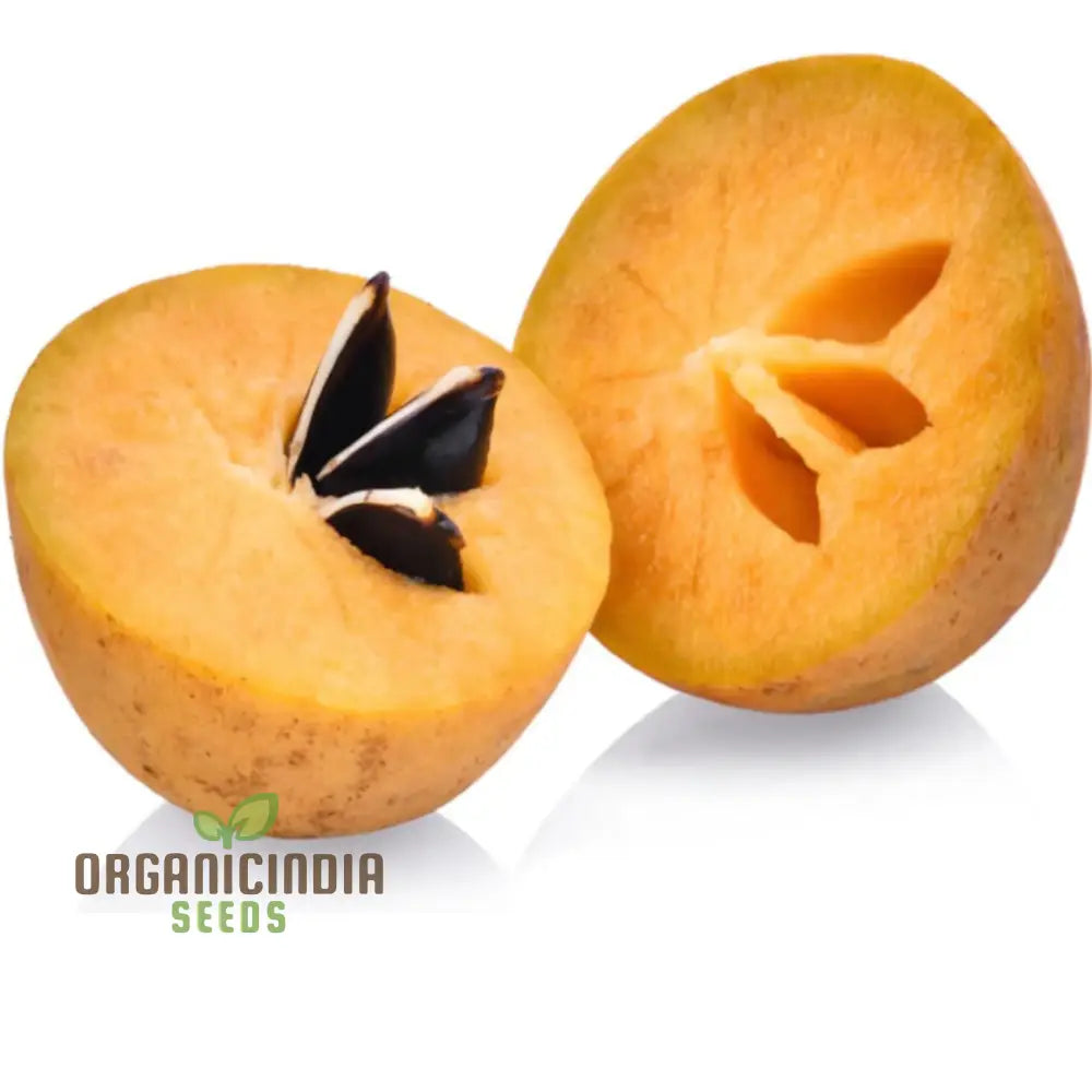 Chiku Fruit Seeds For Gardening Enthusiasts – Ideal Lush Productive Gardens