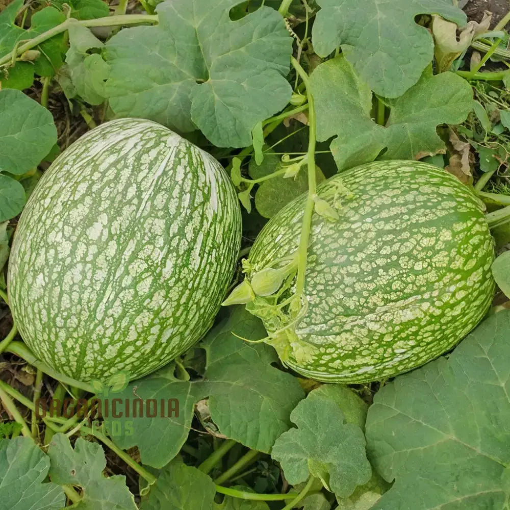 Mature Chilacayote Vine from Seeds, Productive Climbing Vegetable Plant