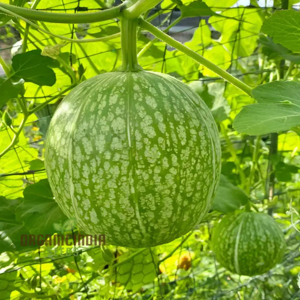 Organic Chilacayote Seeds for Planting, High-Yield Climbing Vegetable Seeds