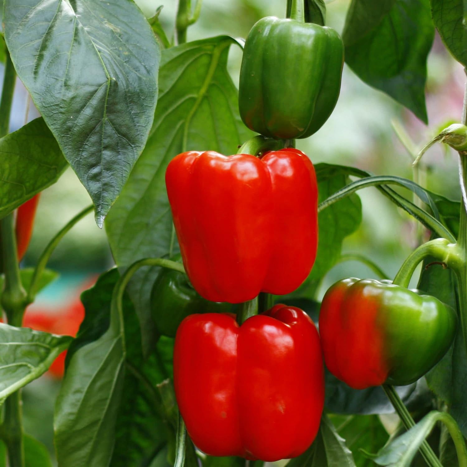 Premium Quality Chili Pepper Seeds for Planting
