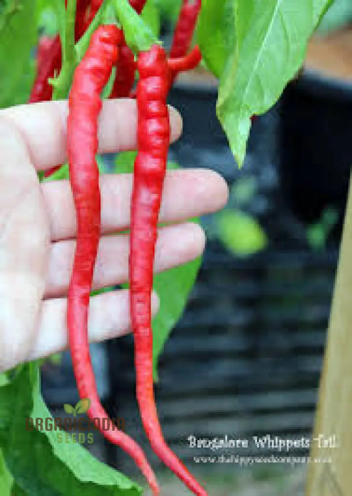 Fresh Red and Green Bangalore Whippet's Tail Chilli Peppers on Plant
