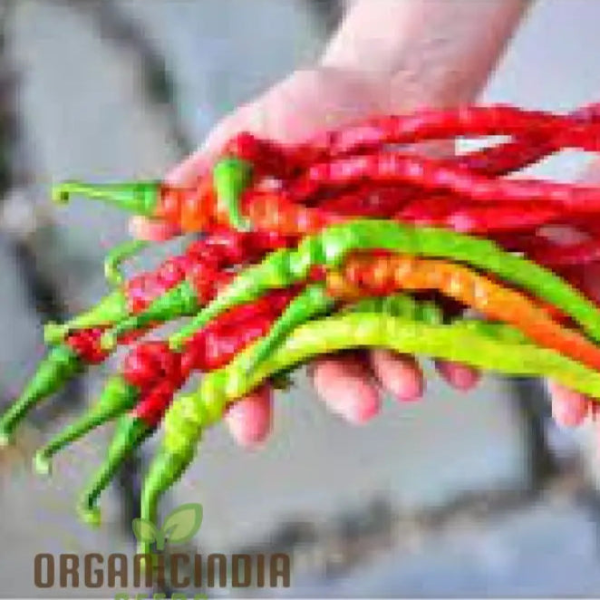 Bangalore Whippet's Tail Chilli Seeds Packet, Non-GMO Vegetable Seeds for Planting