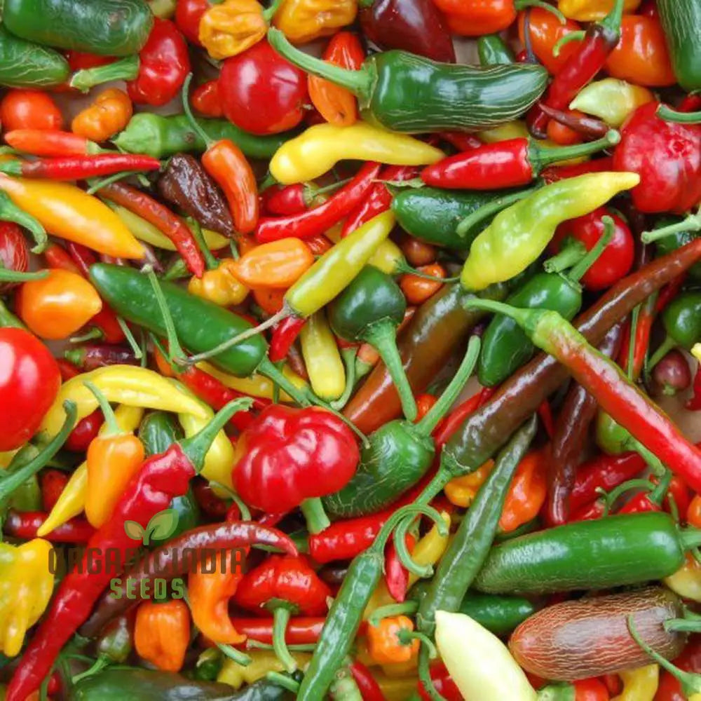 Heirloom Mix Chilli Seeds for Planting, Premium Quality Chilli Seeds